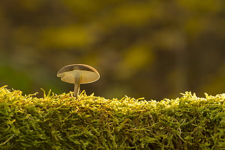 houby, mech, houba, zelená barva, růst, Příroda, závod