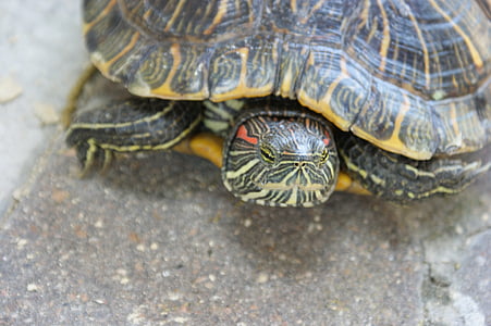 tartaruga, animal, tartaruga, verde, réptil, escudo, close-up