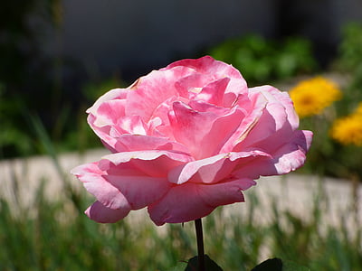Rosa, roz, floare, petale, plante, natura, vara