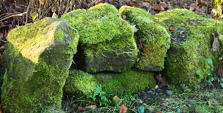 stone, wall, green, fouling, nature, stone wall, moss