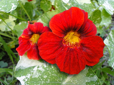 nasturtium, ดอกไม้, สีแดง, แตกต่างกัน, ใบ, ดอกไม้, สดใส