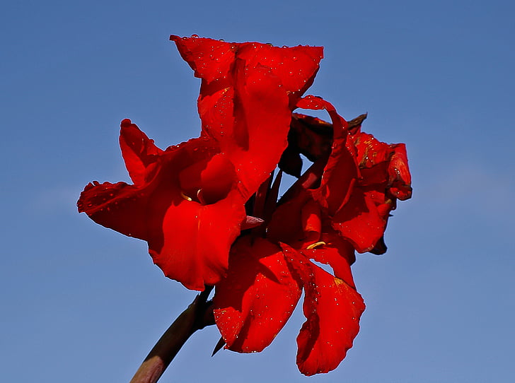 canna lily, flower, bloom, red, sky, garden, bright