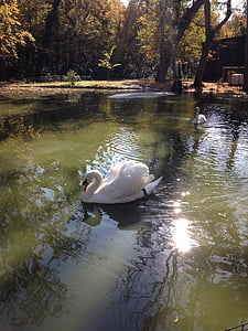 Swan, Príroda, Majestic, let