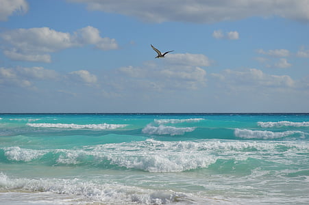 pelican, beach, bird, mar, sea, nature, summer