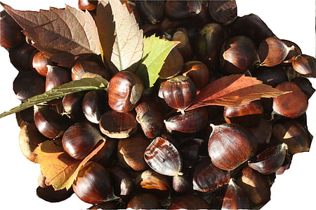 maroni, sweet chestnuts, fruits, brown, autumn, decoration, emerge
