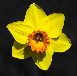 flower, narcissus, blossom, bloom, yellow, spring, close