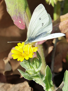 Witte vlinder, vlinder, libar, detail