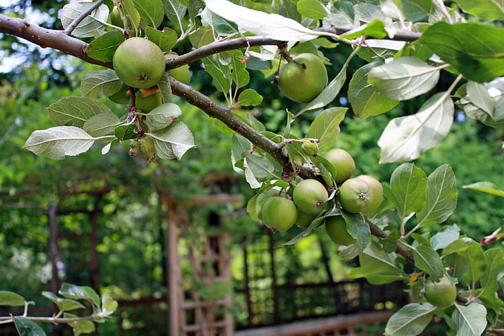 táo, chi nhánh, cây táo, trái cây, màu xanh lá cây, cành cây