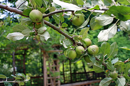 omenat, haara, Omenapuu, hedelmät, vihreä, oksa