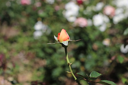 ροδάκινο τριαντάφυλλο, λουλούδι, Κήπος, τριαντάφυλλο, άνθιση, άνθος, τριαντάφυλλο-άνθος