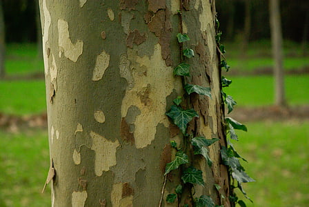 pohon, kulit, batang pohon, tekstur, Ivy