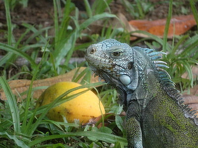 Iguana verda, natura, Caiena