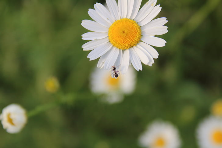 chamomile, village, macro, field, weeds, daisies in a field, ant