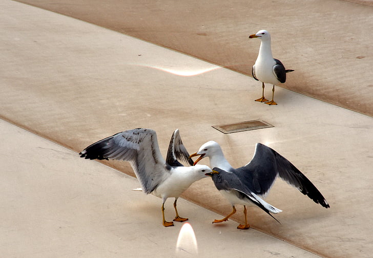 Seagull, bekämpa, skada, Wing