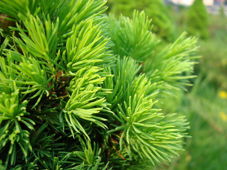 needles, spruce, conifer, branch, tree, closeup, green