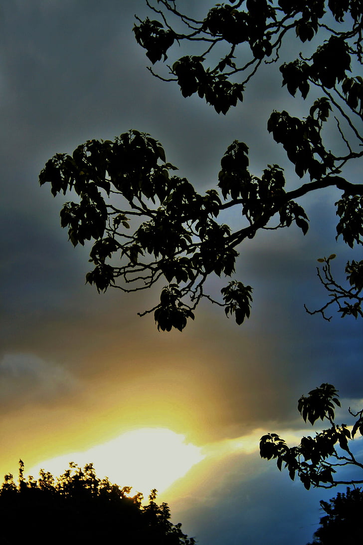 cel, núvols, posta de sol, llum, resplendor, difondre, arbre