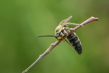 Wasp, hornet, insekt, makro, djur, bugg, STING