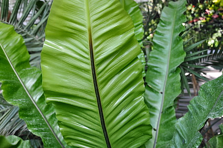 hojas de color verde, naturaleza, macro