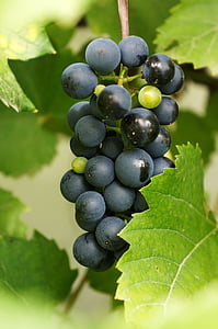 grape, wine, blue, fruit, food, grapevine, ripe grapes