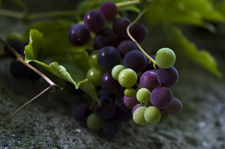 viinamarjad, roheline, sinine, puu, puuviljad, küpsed viinamarjad, sinine viinamarjad