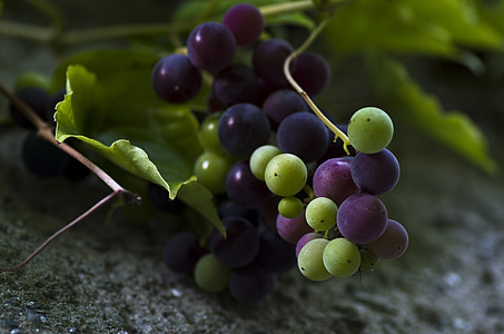 grapes, green, blue, fruit, fruits, ripe grapes, blue grapes