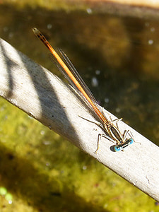 dragonfly, orange dragonfly, cane, river, flying insect, insect, animal