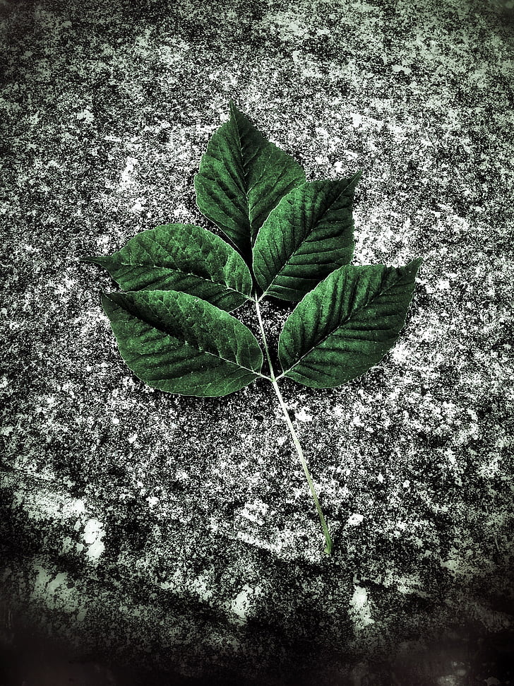leaf, street, nature, green, plant, green Color, growth