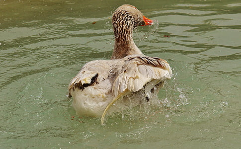 goose, wildpark poing, splashing, water, swim, wet, animal world