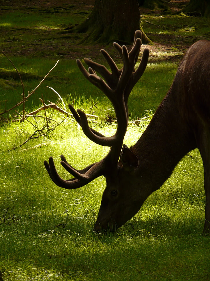 Hirsch, Red deer, animale, antler, pascolare, foresta, cibo