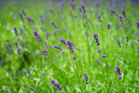 lavender, lavender field, flowers, purple, wild plant, wildblue, lavender flowers