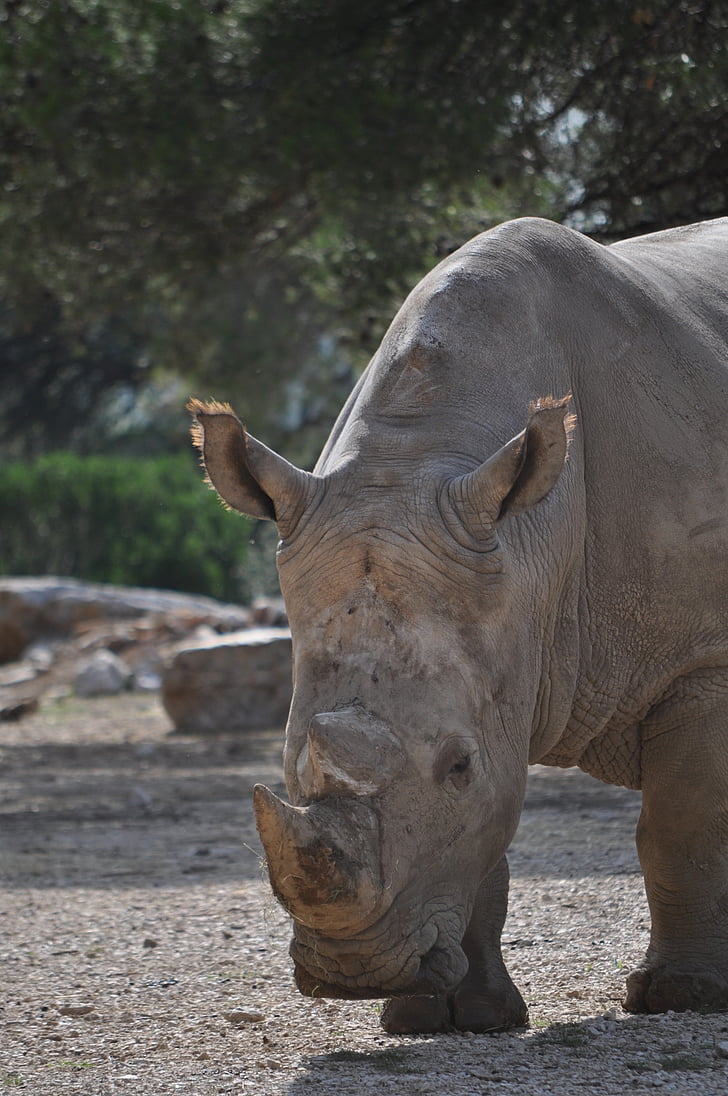 rhinoceros, wild, wild animal, zoo, nature, animals, animal
