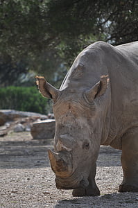 Rhinoceros, Wild, villieläin, Zoo, Luonto, eläimet, eläinten