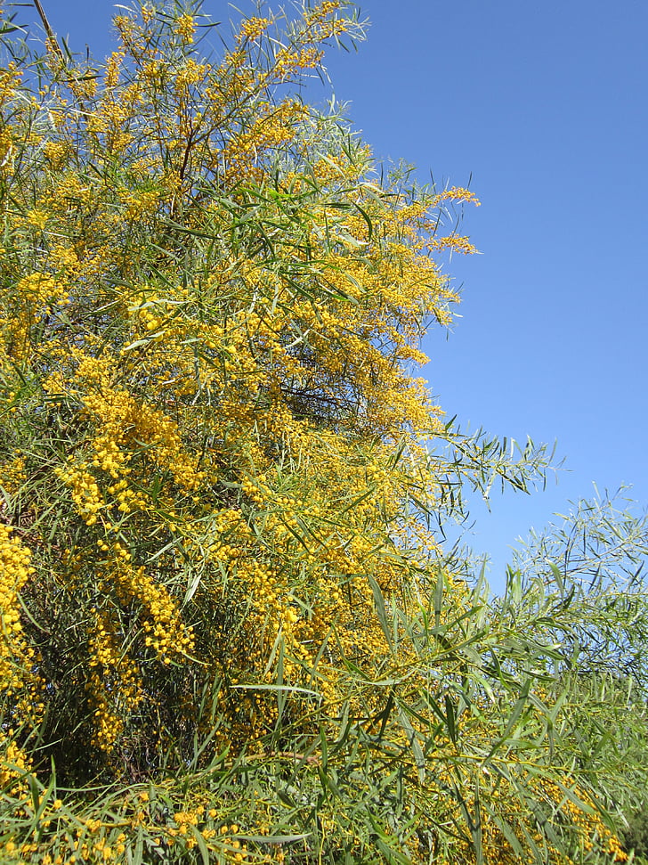 une mauvaise mimosa, Mimosa, jaune, printemps, plante de Mimosa, plante ornementale, Bush