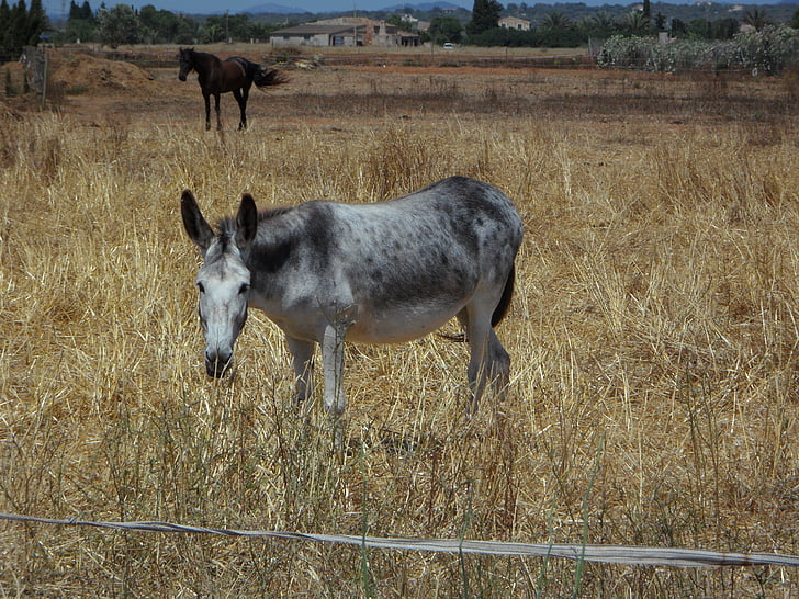 mule, horse, muli, animal husbandry, farm, pasture, livestock