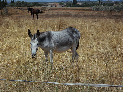 mula, caballo, Muli, cría de animales, granja, del pasto, ganado