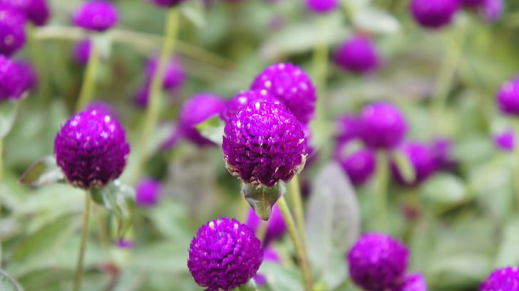 flower, flowers, purple