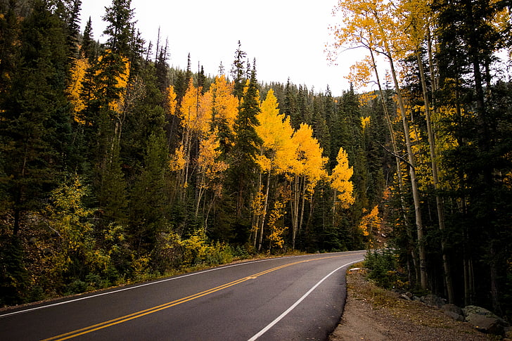 秋, 澄んだ空, 針葉樹, カーブの多い道路, 夏時間, 秋, 秋の葉
