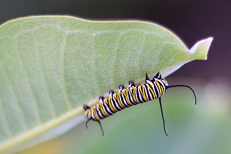 Firma Caterpillar, Motyl, Monarcha, owad, makro, liść, Natura