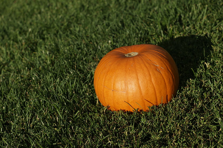 pumpkin, halloween, halloween pumpkin, autumn, october, season, vegetable