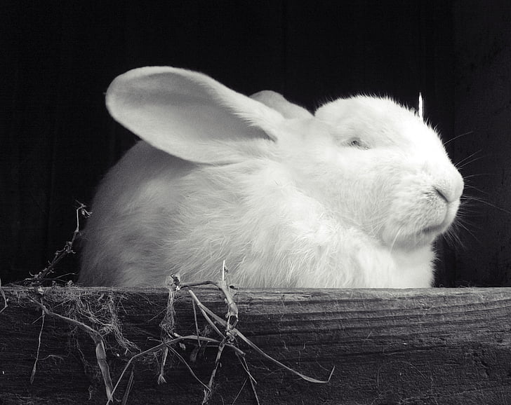 rabbit, white, black