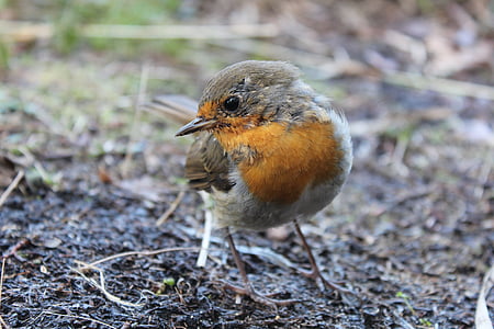 robin, bird, spring, close, garden, nature, songbird