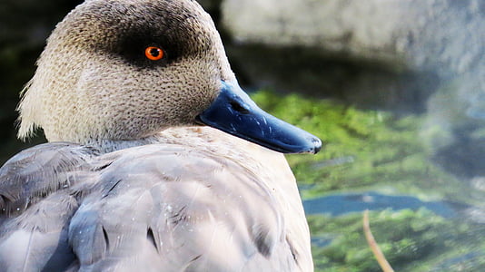 duck, ave, peak, zoo, foreground, pond, animal