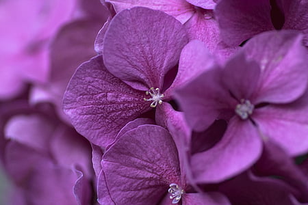 gėlė, žiedų, žydėti, violetinė gėlė, augalų, Gamta, violetinė