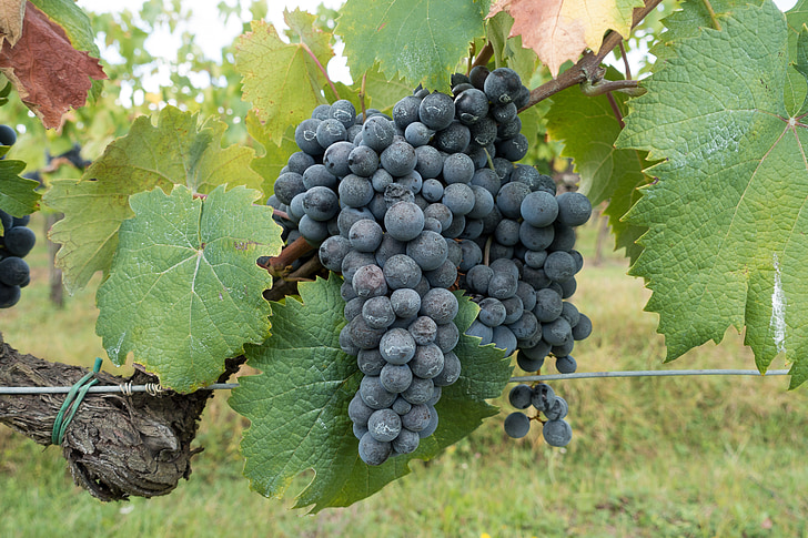 vynuogių auginimo, vynuogių, vynuogynas, vynuogių, Gamta, rudenį, žemės ūkis