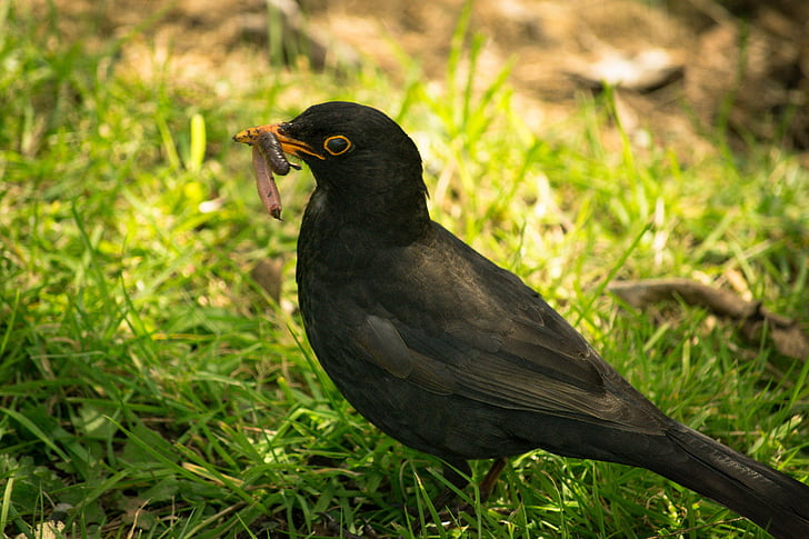čierny vták, červ, jesť, jedlo, vták, čierna, zviera