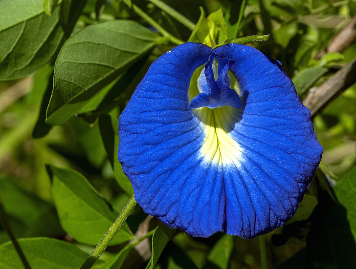květina butterfly pea, modrá a bílá, clitoria, zelené listy, závod, kvetoucí, jedlé květiny