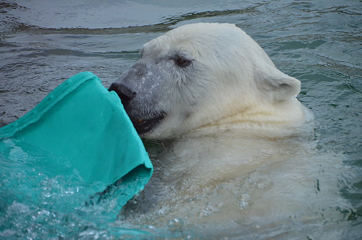 polar zoo, animal, white bear, bear enclosure, mammal, water
