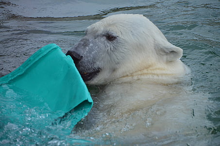 zoo polaire, animal, ours blanc, enclos de l’ours, mammifère, eau