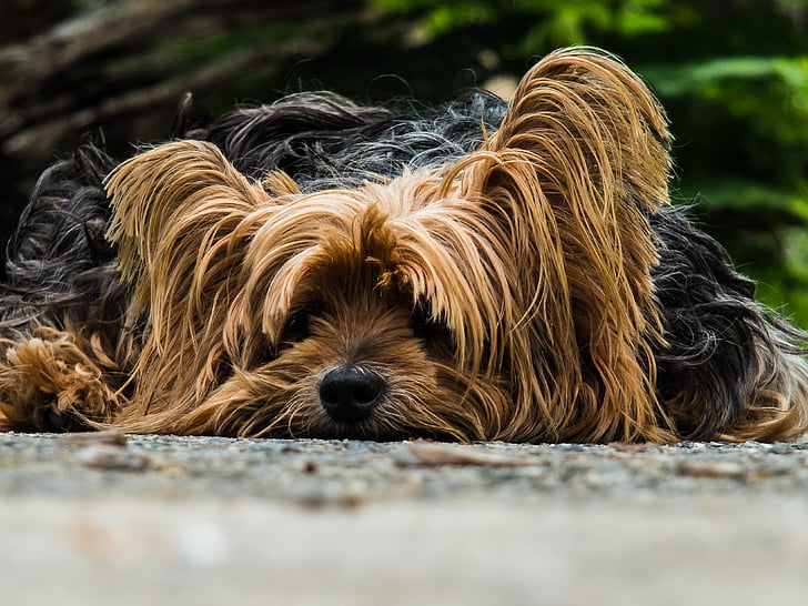 dog, lazy dog, pets, animal, yorkshire Terrier, outdoors, cute