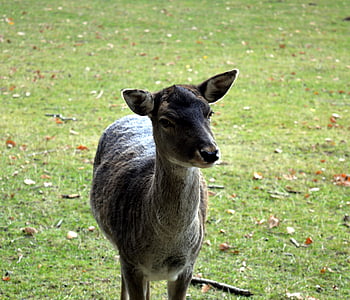 roe deer, wild, scheu, close, nature, forest, female